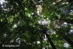 The ceiling of the rainforest, as seen from below [java_0501]