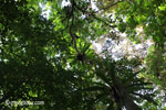 The ceiling of the rainforest, as seen from below