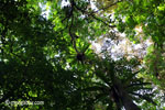 The ceiling of the rain forest, as seen from below [java_0504]