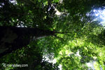 Peucang Island rainforest [java_0512]