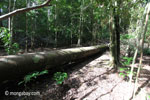 Fallen rainforest log