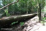 Fallen rainforest log [java_0516]