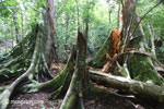 Buttress roots after a tree fall [java_0517]