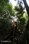 Buttress roots after a tree fall [java_0520]