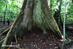 High buttress roots of a rainforest tree [java_0523]