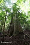 Tall buttress roots of a rainforest tree [java_0524]