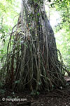 Gigantic strangler fig [java_0529]