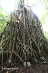 Gigantic strangler fig [java_0530]