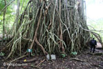 Gigantic strangler fig with an RPU ranger for scale