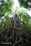 Gigantic strangler fig [java_0540]