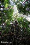 Gigantic strangler fig [java_0541]