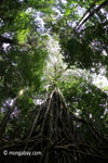 Gigantic strangler fig [java_0542]