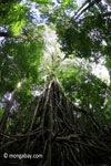 Gigantic strangler fig [java_0544]