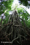 Gigantic strangler fig [java_0545]