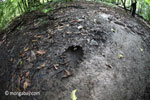 Fallen leaf in Ujung Kulon