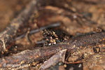 Forest leaf litter toad