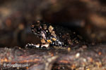 Forest leaf litter toad [java_0555]