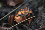 Millipede eating fallen fruit on the forest floor