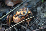 Millipede eating fruit on the forest floor [java_0557]