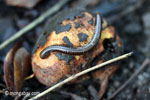 Millipede eating fruit on the forest floor