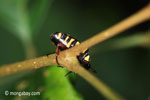 Yellow, red, and black beetle [java_0561]