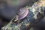 Snail [java_0565]