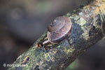 Snail [java_0566]