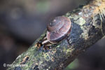 Snail [java_0567]