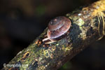 Snail [java_0568]