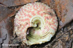 Orange spiral snail shell [java_0570]