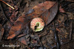 Orange spiral snail shell [java_0572]