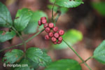 Maroon berries [java_0574]