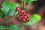 Maroon berries [java_0575]