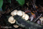 Fungi [java_0577]