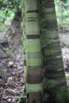 Banded pattern on the bark of a rainforest tree