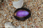 Purple cowrie shell