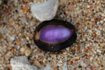 Purple cowrie shell [java_0582]