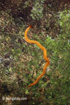 Giant yellow rainforest planaria