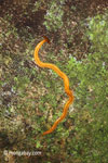 Giant yellow planaria in the Indonesian rain forest