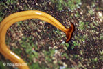 Giant yellow planaria in the Indonesian rainforest