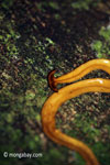 Giant yellow planarian in the rainforest of Indonesia