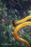 Giant yellow rainforest planaria [java_0590]