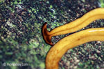 Giant yellow rainforest planaria [java_0591]