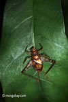 Rainforest cricket [java_0592]