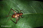 Rainforest cricket [java_0593]