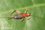 Rainforest cricket