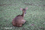 Javan Rusa Deer (Rusa timorensis russa)