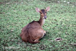 Java Rusa Deer (Rusa timorensis russa)