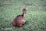 Javan Rusa (Rusa timorensis russa) [java_0599]