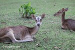 Java Rusa (Rusa timorensis russa)